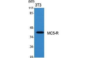 Western Blot (WB) analysis of specific cells using MC5-R Polyclonal Antibody.