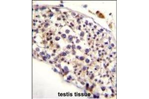 HAUS3 Antibody (Center) (ABIN655250 and ABIN2844849) immunohistochemistry analysis in formalin fixed and paraffin embedded human testis tissue followed by peroxidase conjugation of the secondary antibody and DAB staining.