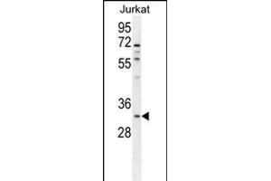 OR5B12 Antibody (C-term) (ABIN655378 and ABIN2844932) western blot analysis in Jurkat cell line lysates (35 μg/lane). (OR5B12 antibody  (C-Term))