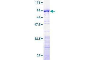 Image no. 1 for RD RNA Binding Protein (RDBP) (AA 1-380) protein (GST tag) (ABIN1317719) (RDBP Protein (AA 1-380) (GST tag))