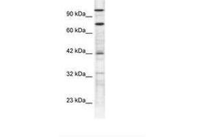 Image no. 1 for anti-Zinc Finger Protein 23 (ZNF23) (N-Term) antibody (ABIN6735840)