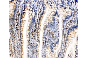 IHC-P: BiP antibody testing of rat intestine tissue (GRP78 antibody  (C-Term))