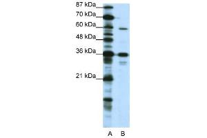 CREB3L1 antibody (20R-1233) used at 0. (CREB3L1 antibody  (N-Term))
