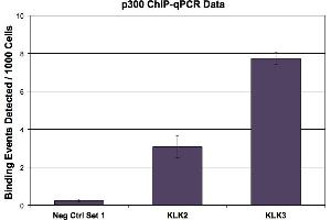 p300 antibody (mAb) tested by ChIP. (p300 antibody)