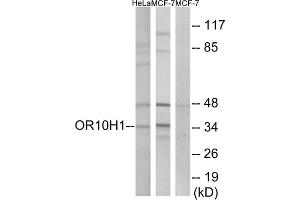 Western blot analysis of extracts from HeLa cells and MCF-7 cells, using OR10H1 antibody.