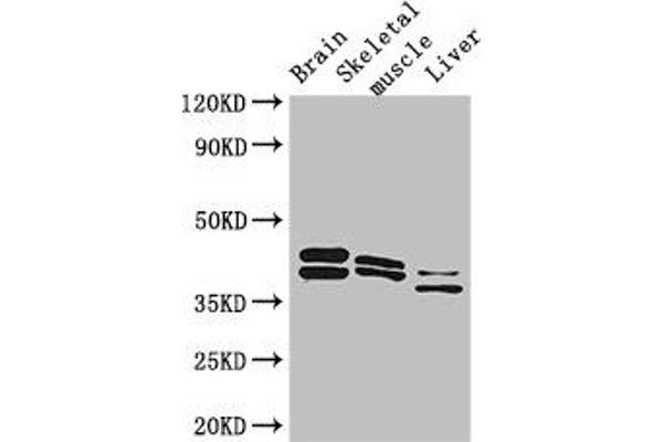 ALDOC anticorps  (AA 190-354)