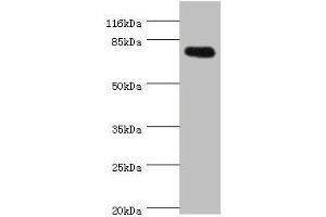 Western blot All lanes: SH2B1 antibody at 0. (SH2B1 antibody  (AA 360-520))