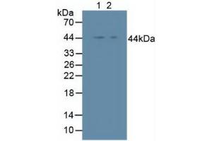 Figure. (Inhibitory Subunit of NF-KappaB epsilon (AA 207-440) antibody)