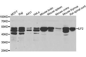 Western blot analysis of extracts of various cell lines, using ILF2 antibody.