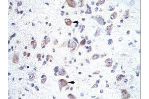 Image no. 1 for anti-Homeobox A1 (HOXA1) (C-Term) antibody (ABIN202024) (HOXA1 antibody  (C-Term))