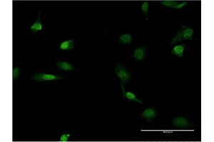 Immunofluorescence (IF) image for anti-Lamin B1 (LMNB1) (AA 107-186) antibody (ABIN517543)