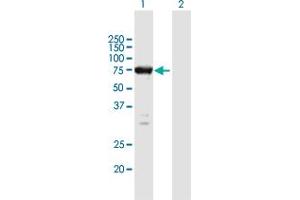 Western Blot analysis of ELMO1 expression in transfected 293T cell line by ELMO1 MaxPab polyclonal antibody. (ELMO1 antibody  (AA 1-727))