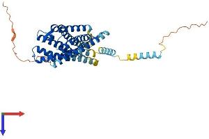 AlphaFold protein structure predicition of Human Recombinant RXFP4 Protein, UniprotID Q8TDU9 (RXFP4 Protein (AA 1-374) (His tag))