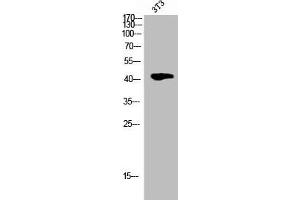 Western Blot analysis of 3T3 cells using Phospho-Cdk9 (T186) Polyclonal Antibody (CDK9 antibody  (pThr186))