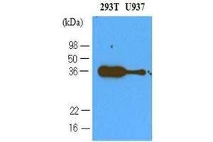 Cell lysates of 293T and U937 (40 ug) were resolved by SDS-PAGE, transferred to nitrocellulose membrane and probed with anti-human PDCD1 (1:500). (PD-1 antibody  (AA 21-167))