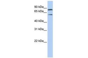 Image no. 1 for anti-Chromosome 10 Open Reading Frame 2 (C10ORF2) (AA 540-589) antibody (ABIN6740493) (C10orf2 antibody  (AA 540-589))