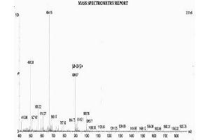 Figure. (Procollagen III N-Terminal Propeptide (PIIINP) (N-Term) peptide (His tag))