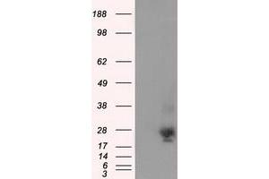 Image no. 3 for anti-NME/NM23 Nucleoside Diphosphate Kinase 4 (NME4) antibody (ABIN1499772) (NME4 antibody)