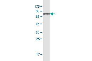 Western Blot detection against Immunogen (66. (SAMSN1 antibody  (AA 1-373))