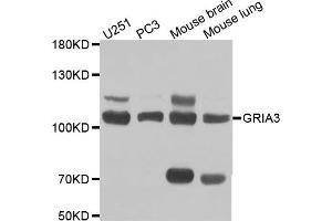 Western blot analysis of extracts of various cell lines, using GRIA3 antibody (ABIN5970505) at 1/1000 dilution. (Glutamate Receptor 3 antibody)
