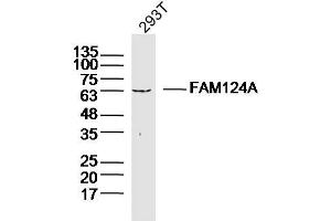 293T lysates probed with FAM124A Polyclonal Antibody, Unconjugated  at 1:300 dilution and 4˚C overnight incubation.