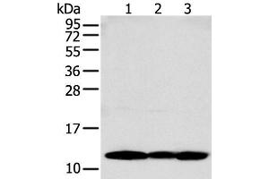 Western blot analysis of MCF-7 PC-3 and A431 cell using S100A16 Polyclonal Antibody at dilution of 1:250