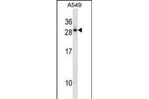 HOXD12 Antibody (C-term) (ABIN1881435 and ABIN2850524) western blot analysis in A549 cell line lysates (35 μg/lane). (HOXD12 antibody  (C-Term))