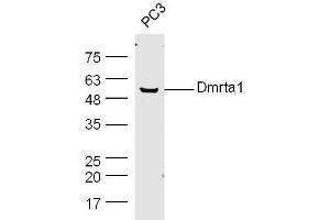 PC3 cell lysates probed with Rabbit Anti-DMO/Dmrt1a Polyclonal Antibody, Unconjugated  at 1:300 overnight at 4˚C. (DMO/Dmrt1a (AA 51-100) antibody)