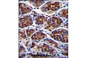 EPHX3 Antibody immunohistochemistry analysis in formalin fixed and paraffin embedded human stomach tissue followed by peroxidase conjugation of the secondary antibody and DAB staining. (ABHD9 antibody  (C-Term))
