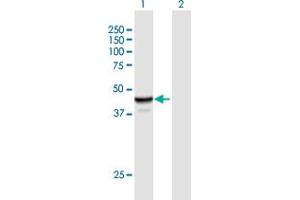 Western Blot analysis of NAPRT1 expression in transfected 293T cell line by NAPRT1 MaxPab polyclonal antibody. (NAPRT1 antibody  (AA 1-466))