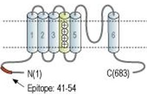 Representative domain view of the target of ABIN7043089.