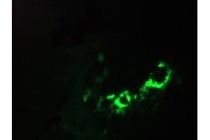 Immunofluorescence staining of a 7 days old zebrafish embryo (Annexin V antibody)