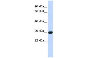 WB Suggested Anti-CTRB1 Antibody Titration:  0. (CTRB1 antibody  (Middle Region))