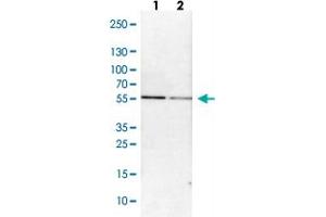 Western blot analysis of Lane 1: NIH-3T3 cell lysate (Mouse embryonic fibroblast cells) Lane 2: NBT-II cell lysate (Rat Wistar bladder tumour cells) with ABLIM3 polyclonal antibody .