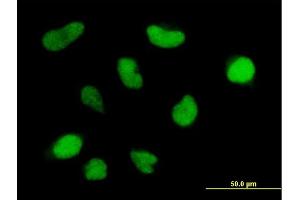 Immunofluorescence of purified MaxPab antibody to HRMT1L6 on HeLa cell. (PRMT6 antibody  (AA 1-316))