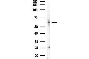anti-Sp2 Transcription Factor (Sp2) (C-Term) antibody