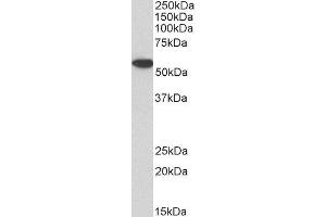 Biotinylated ABIN4902533 (1µg/ml) staining of Jurkat lysate (35µg protein in RIPA buffer), exactly mirroring its parental non-biotinylated product. (Annexin A11 antibody  (N-Term) (Biotin))