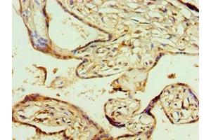 Immunohistochemistry of paraffin-embedded human placenta tissue using ABIN7142020 at dilution of 1:100 (AGPAT1 antibody  (AA 204-283))