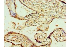 Immunohistochemistry of paraffin-embedded human placenta tissue using ABIN7142020 at dilution of 1:100