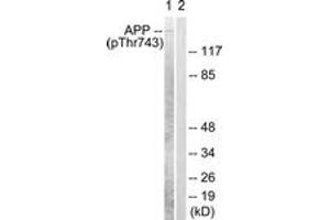 Western blot analysis of extracts from HeLa cells, using Amyloid beta A4 (Phospho-Thr743/668) Antibody. (APP antibody  (pThr743))