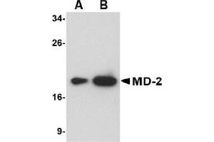Western Blotting (WB) image for anti-Lymphocyte Antigen 96 (LY96) (AA 2-160) antibody (ABIN492534) (LY96 antibody  (AA 2-160))
