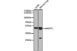 Western blot analysis of extracts of various cell lines using ANGPT1 Polyclonal Antibody at dilution of 1:1000. (Angiopoietin 1 antibody)
