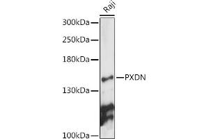 Western blot analysis of extracts of Raji cells, using PXDN antibody (ABIN7269230) at 1:1000 dilution. (Peroxidasin antibody)