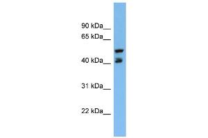 WB Suggested Anti-PON3 Antibody Titration:  0. (PON3 antibody  (Middle Region))