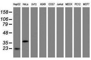 Image no. 4 for anti-Jun Proto-Oncogene (JUN) antibody (ABIN1498940)