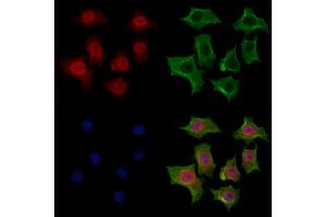 ABIN7094280 and ABIN7098327 staining HepG2 cells by IF/ICC. (HNRNPR antibody  (C-Term))