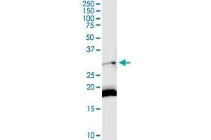 DARC MaxPab rabbit polyclonal antibody. (DARC antibody  (AA 1-336))