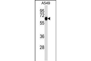 Western blot analysis in A549 cell line lysates (35ug/lane). (ALPPL2 antibody  (N-Term))