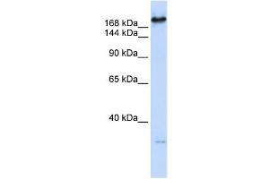 Western Blotting (WB) image for anti-Carbamoyl-Phosphate Synthetase 2, Aspartate Transcarbamylase, and Dihydroorotase (CAD) (C-Term) antibody (ABIN630658)