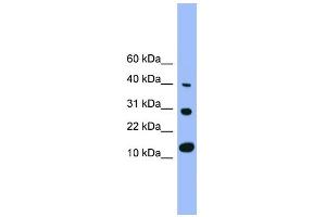 WB Suggested Anti-Bmp7  Antibody Titration: 0.